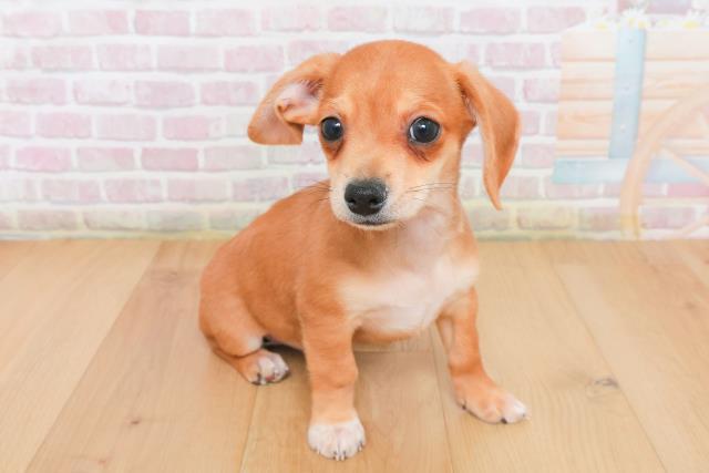 宮城県のハーフ犬・ミックス犬 (Coo&RIKU石巻店/2025年12月22日生まれ/男の子/レッドホワイト)の子犬の3枚目の画像