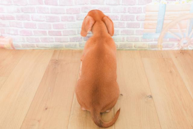 宮城県のハーフ犬・ミックス犬 (Coo&RIKU石巻店/2025年12月22日生まれ/男の子/レッドホワイト)の子犬の4枚目の画像