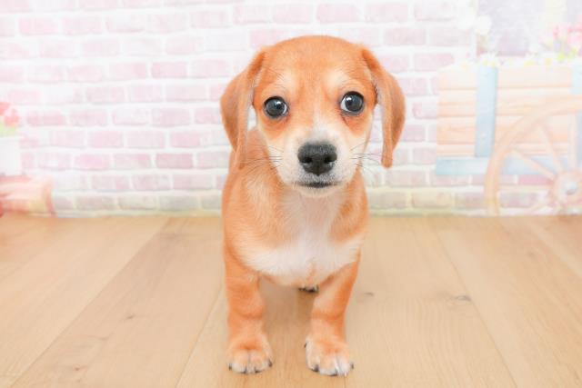 岩手県のハーフ犬・ミックス犬 (Coo&RIKU岩手盛岡店/2025年12月22日生まれ/男の子/レッドホワイト)の子犬の1枚目の画像