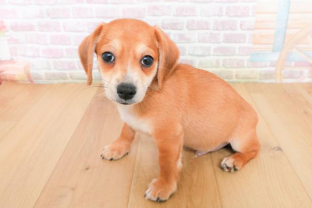 岩手県のハーフ犬・ミックス犬 (Coo&RIKU岩手盛岡店/2025年12月22日生まれ/男の子/レッドホワイト)の子犬の2枚目の画像