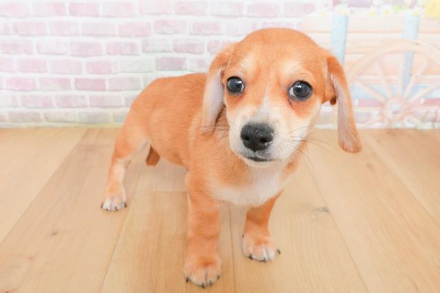 岩手県のハーフ犬・ミックス犬 (Coo&RIKU岩手盛岡店/2025年12月22日生まれ/男の子/レッドホワイト)の子犬の3枚目の画像