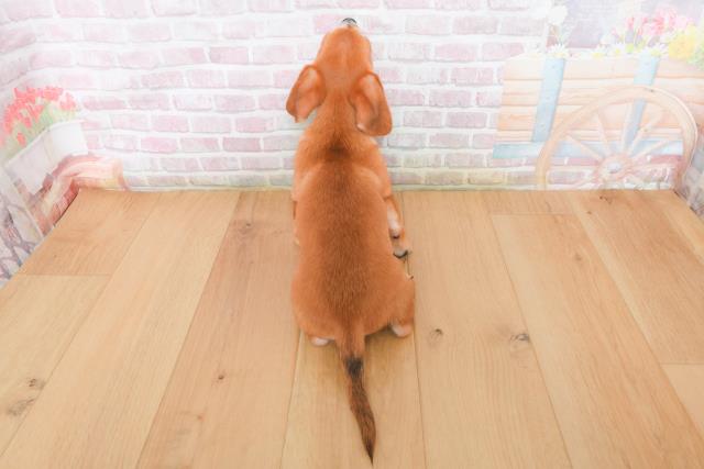 岩手県のハーフ犬・ミックス犬 (Coo&RIKU岩手盛岡店/2025年12月22日生まれ/男の子/レッドホワイト)の子犬の4枚目の画像