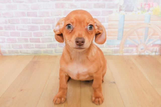 福島県のチワックス(チワワ×ダックス) (Coo&RIKU郡山店/2025年12月22日生まれ/女の子/レッド)の子犬