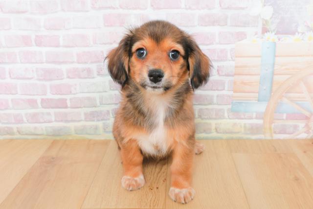 福島県のチワックス(チワワ×ダックス) (Coo&RIKU福島店/2025年12月22日生まれ/女の子/トライカラー)の子犬の1枚目の画像