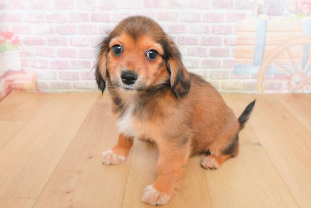 福島県のチワックス(チワワ×ダックス) (Coo&RIKU福島店/2025年12月22日生まれ/女の子/トライカラー)の子犬の2枚目の画像