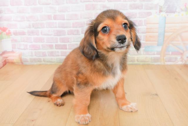 福島県のチワックス(チワワ×ダックス) (Coo&RIKU福島店/2025年12月22日生まれ/女の子/トライカラー)の子犬の3枚目の画像