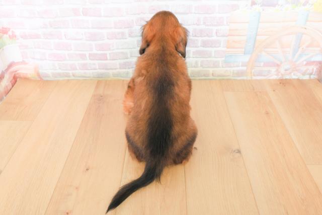 福島県のチワックス(チワワ×ダックス) (Coo&RIKU福島店/2025年12月22日生まれ/女の子/トライカラー)の子犬の4枚目の画像