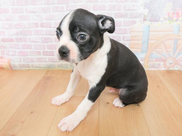 青森県のボストンテリア (Coo&RIKU青森店/2025年12月23日生まれ/男の子/ボストンカラー)の子犬の2枚目の画像