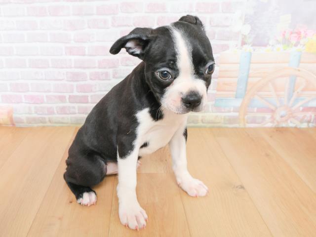 青森県のボストンテリア (Coo&RIKU青森店/2025年12月23日生まれ/男の子/ボストンカラー)の子犬の3枚目の画像