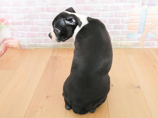 青森県のボストンテリア (Coo&RIKU青森店/2025年12月23日生まれ/男の子/ボストンカラー)の子犬の4枚目の画像