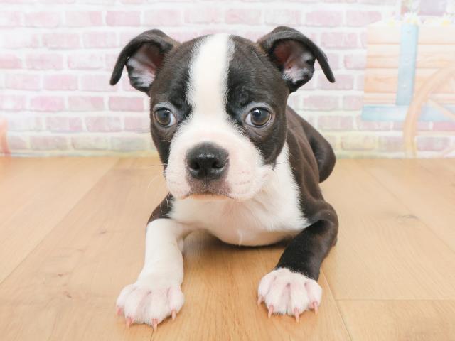 岩手県のボストンテリア (Coo&RIKU一関店/2025年12月23日生まれ/男の子/ボストンカラー)の子犬