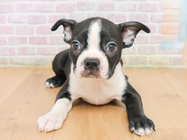 宮城県のボストンテリア (Coo&RIKU石巻店/2025年12月23日生まれ/男の子/ボストンカラー)の子犬