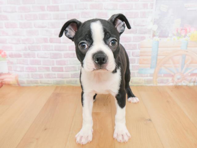 福島県のボストンテリア (Coo&RIKU福島店/2025年12月23日生まれ/女の子/ボストンカラー)の子犬