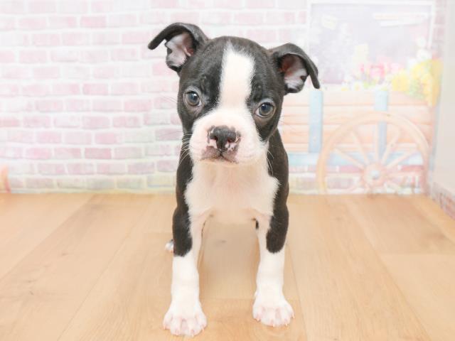 福島県のボストンテリア (Coo&RIKU郡山店/2025年12月23日生まれ/女の子/ボストンカラー)の子犬