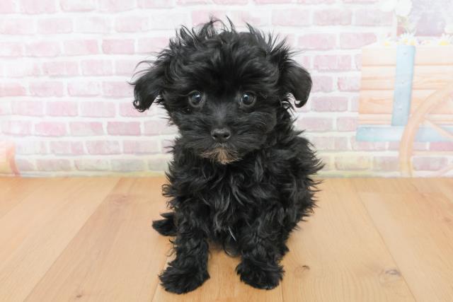 福島県のマルプー(マルチーズ×プードル) (Coo&RIKU郡山店/2025年12月23日生まれ/男の子/ブラック)の子犬