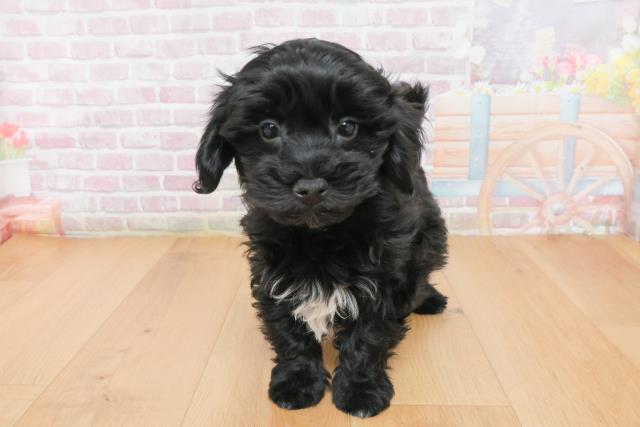 福島県のマルプー(マルチーズ×プードル) (Coo&RIKU福島店/2025年12月23日生まれ/男の子/ブラック)の子犬