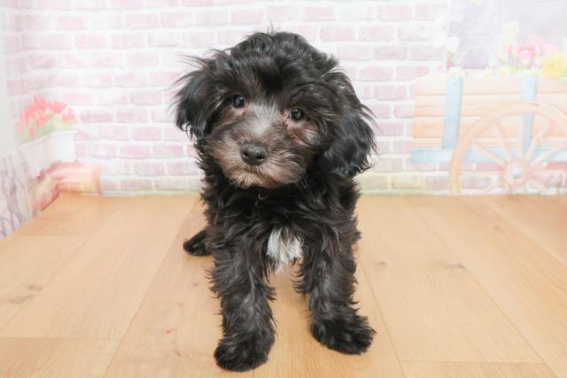 宮城県のハーフ犬・ミックス犬 (Coo&RIKU石巻店/2025年12月23日生まれ/男の子/ブラック)の子犬の1枚目の画像