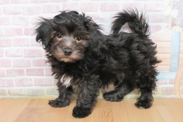 宮城県のハーフ犬・ミックス犬 (Coo&RIKU石巻店/2025年12月23日生まれ/男の子/ブラック)の子犬の2枚目の画像