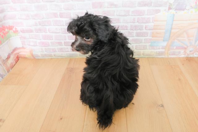 宮城県のハーフ犬・ミックス犬 (Coo&RIKU石巻店/2025年12月23日生まれ/男の子/ブラック)の子犬の4枚目の画像