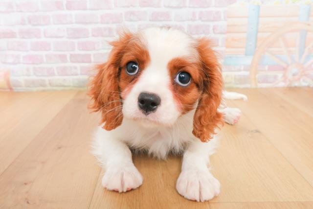 宮城県のキャバリアキングチャールズスパニエル (Coo&RIKU仙台太白店/2025年12月27日生まれ/男の子/ブレンハイム)の子犬の1枚目の画像