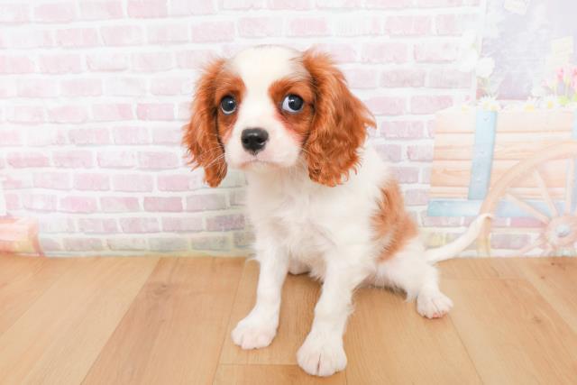 宮城県のキャバリアキングチャールズスパニエル (Coo&RIKU仙台太白店/2025年12月27日生まれ/男の子/ブレンハイム)の子犬の2枚目の画像