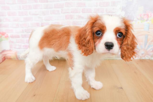 宮城県のキャバリアキングチャールズスパニエル (Coo&RIKU仙台太白店/2025年12月27日生まれ/男の子/ブレンハイム)の子犬の3枚目の画像