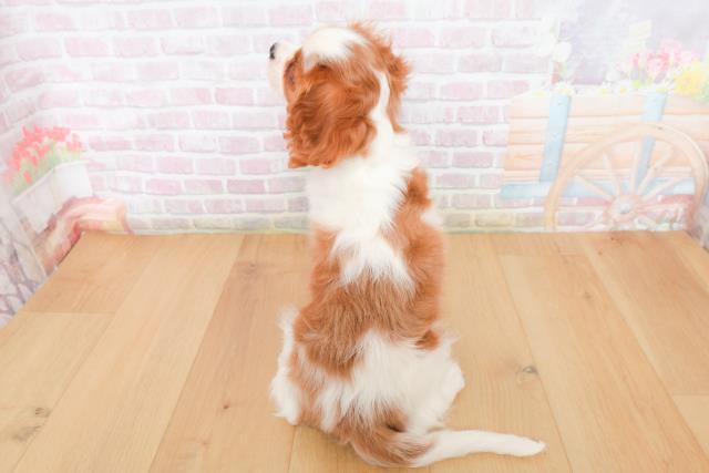 宮城県のキャバリアキングチャールズスパニエル (Coo&RIKU仙台太白店/2025年12月27日生まれ/男の子/ブレンハイム)の子犬の4枚目の画像