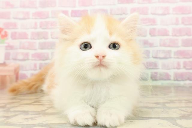 千葉県のミヌエット (Coo&RIKU若葉都賀店/2025年7月28日生まれ/男の子/レッドタビーホワイト)の子猫の1枚目の画像