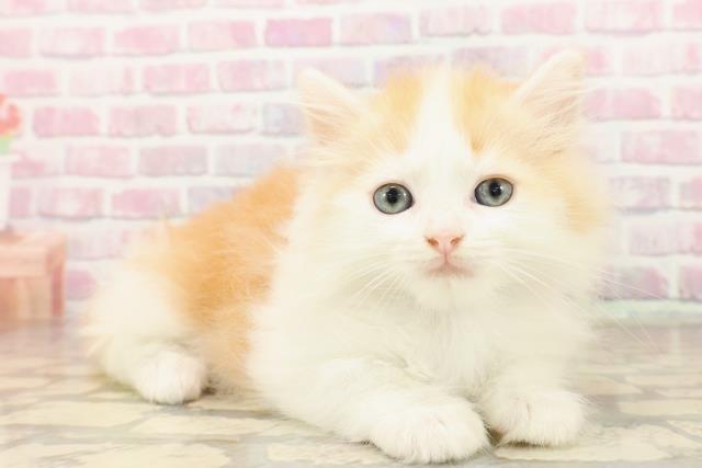 千葉県のミヌエット (Coo&RIKU若葉都賀店/2025年7月28日生まれ/男の子/レッドタビーホワイト)の子猫の3枚目の画像