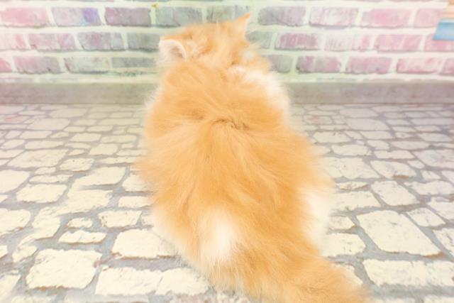 千葉県のミヌエット (Coo&RIKU若葉都賀店/2025年7月28日生まれ/男の子/レッドタビーホワイト)の子猫の4枚目の画像