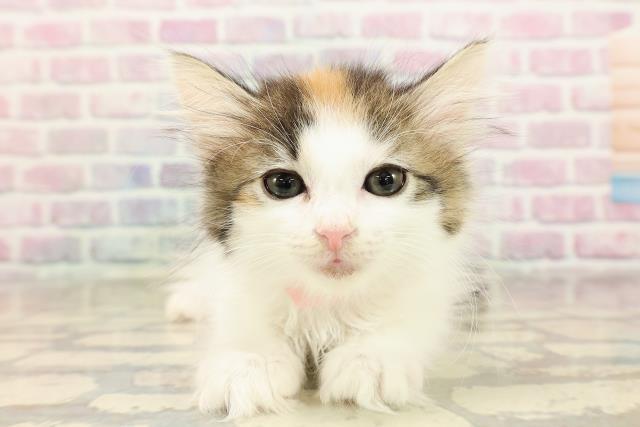 埼玉県のノルウェージャンフォレストキャット (Coo&RIKU川越店/2025年8月21日生まれ/女の子/キャリコ)の子猫の1枚目の画像