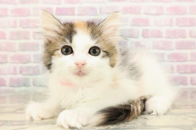 埼玉県のノルウェージャンフォレストキャット (Coo&RIKU川越店/2025年8月21日生まれ/女の子/キャリコ)の子猫の2枚目の画像