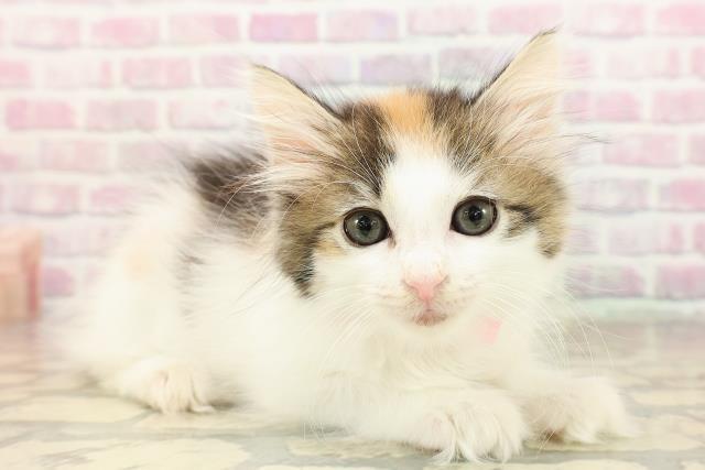 埼玉県のノルウェージャンフォレストキャット (Coo&RIKU川越店/2025年8月21日生まれ/女の子/キャリコ)の子猫の3枚目の画像