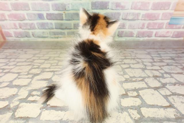 埼玉県のノルウェージャンフォレストキャット (Coo&RIKU川越店/2025年8月21日生まれ/女の子/キャリコ)の子猫の4枚目の画像