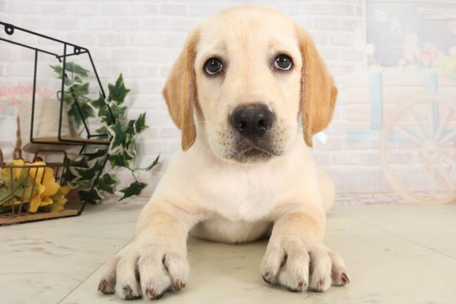 神奈川県のラブラドールレトリーバー (Coo&RIKU相模原店/2025年6月12日生まれ/男の子/イエロー)の子犬の1枚目の画像