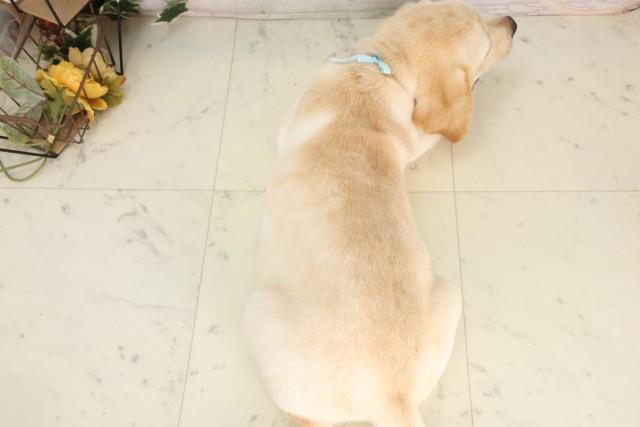 神奈川県のラブラドールレトリーバー (Coo&RIKU相模原店/2025年6月12日生まれ/男の子/イエロー)の子犬の4枚目の画像