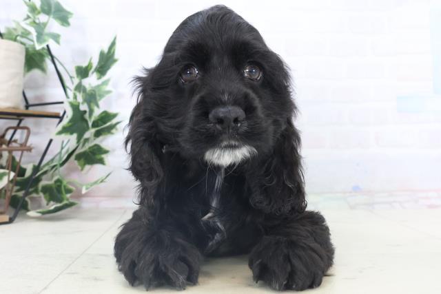 アメリカン・コッカースパニエル