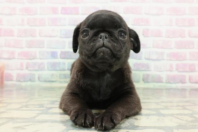 新潟県のパグ (Coo&RIKU長岡店/2025年12月23日生まれ/女の子/ブラック)の子犬の1枚目の画像