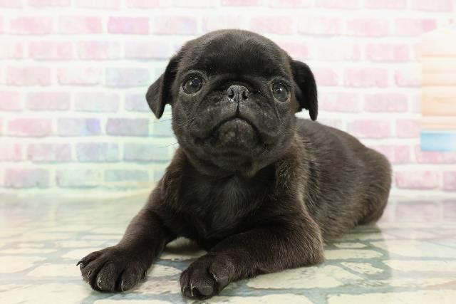 新潟県のパグ (Coo&RIKU長岡店/2025年12月23日生まれ/女の子/ブラック)の子犬の2枚目の画像