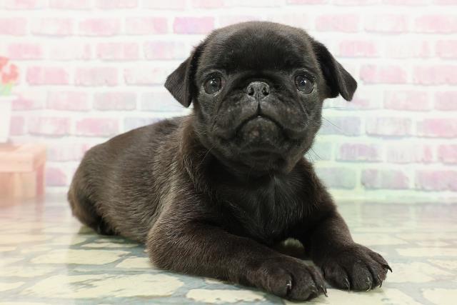 新潟県のパグ (Coo&RIKU長岡店/2025年12月23日生まれ/女の子/ブラック)の子犬の3枚目の画像