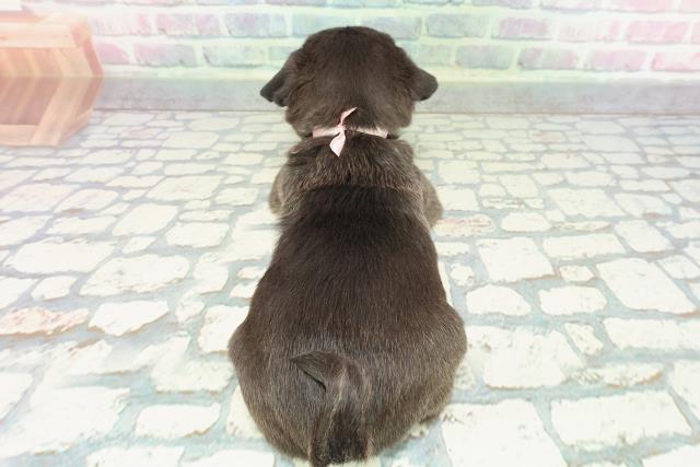 新潟県のパグ (Coo&RIKU長岡店/2025年12月23日生まれ/女の子/ブラック)の子犬の4枚目の画像