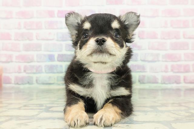 岩手県のチワワ(ロング) (Coo&RIKU岩手盛岡店/2025年12月25日生まれ/女の子/ブラックタン)の子犬の1枚目の画像