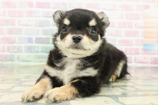 岩手県のチワワ(ロング) (Coo&RIKU岩手盛岡店/2025年12月25日生まれ/女の子/ブラックタン)の子犬の2枚目の画像