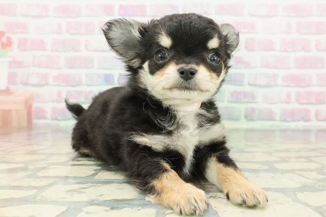 岩手県のチワワ(ロング) (Coo&RIKU岩手盛岡店/2025年12月25日生まれ/女の子/ブラックタン)の子犬の3枚目の画像