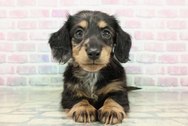 山形県のミニチュアダックスフンド(ロング) (Coo&RIKU山形店/2025年12月21日生まれ/女の子/シルバーダップル)の子犬