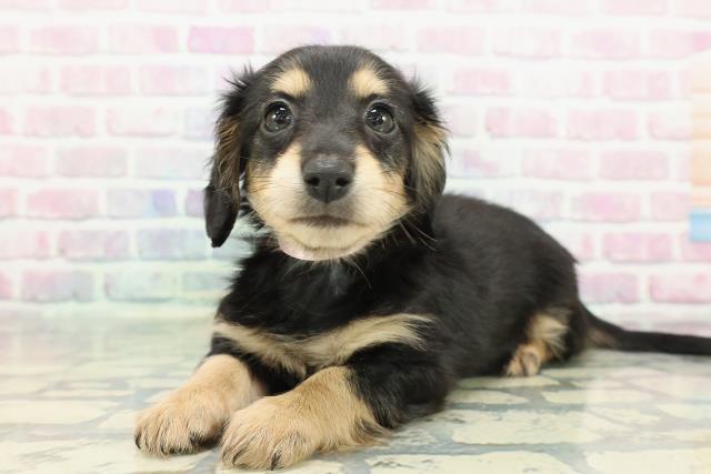 北海道のミニチュアダックスフンド(ロング) (Coo&RIKU岩見沢店/2025年12月21日生まれ/女の子/ブラックタン)の子犬の2枚目の画像