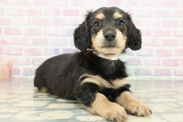 北海道のミニチュアダックスフンド(ロング) (Coo&RIKU岩見沢店/2025年12月21日生まれ/女の子/ブラックタン)の子犬の3枚目の画像