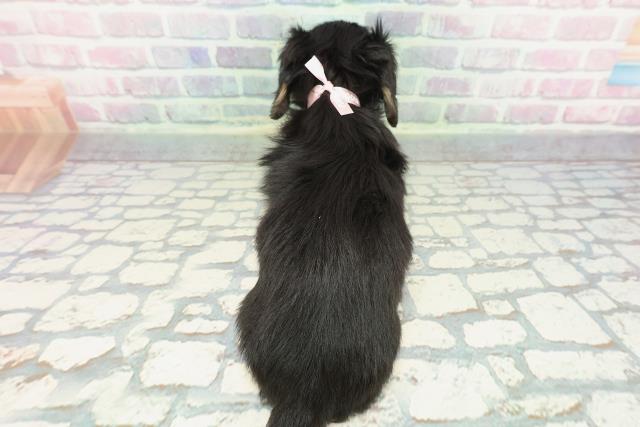 北海道のミニチュアダックスフンド(ロング) (Coo&RIKU岩見沢店/2025年12月21日生まれ/女の子/ブラックタン)の子犬の4枚目の画像