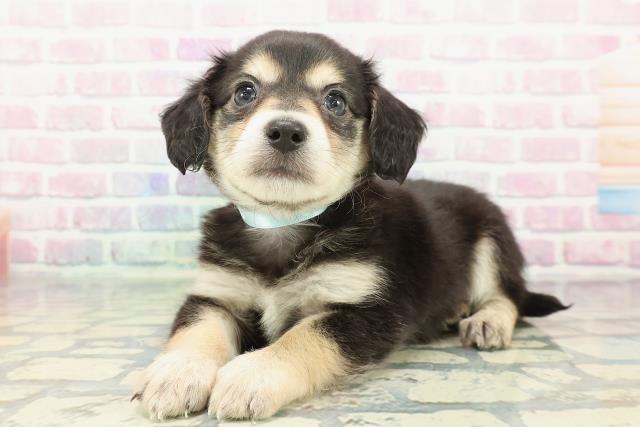 北海道のチワックス(チワワ×ダックス) (Coo&RIKU札幌西店/2025年12月23日生まれ/男の子/ブラックタン)の子犬の2枚目の画像