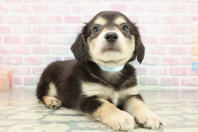 北海道のチワックス(チワワ×ダックス) (Coo&RIKU札幌西店/2025年12月23日生まれ/男の子/ブラックタン)の子犬の3枚目の画像